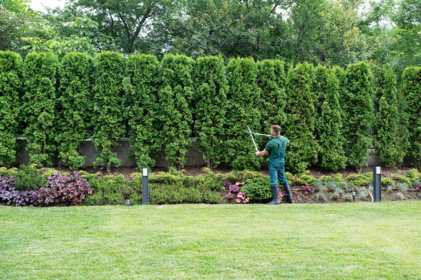 Reliable Ellenville, NY Tree Services Solutions